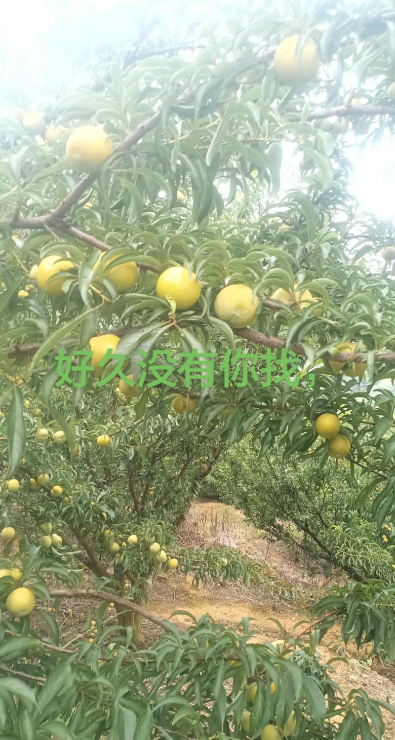 贵州安顺蜂糖李