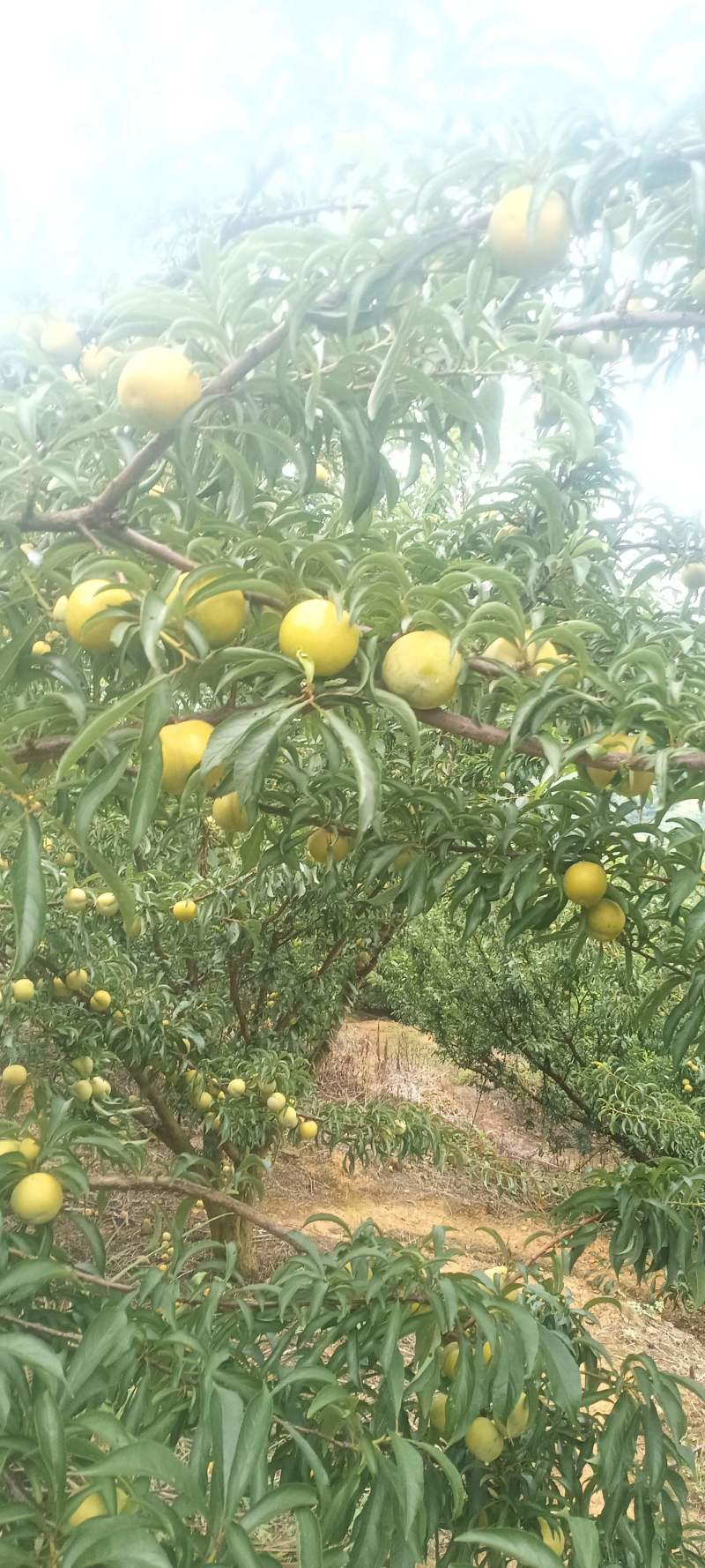 贵州安顺蜂糖李