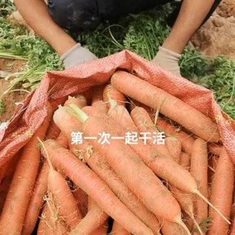胡罗卜