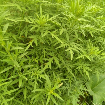 野生艾草干艾草干枝