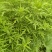 野生艾草干艾草干枝