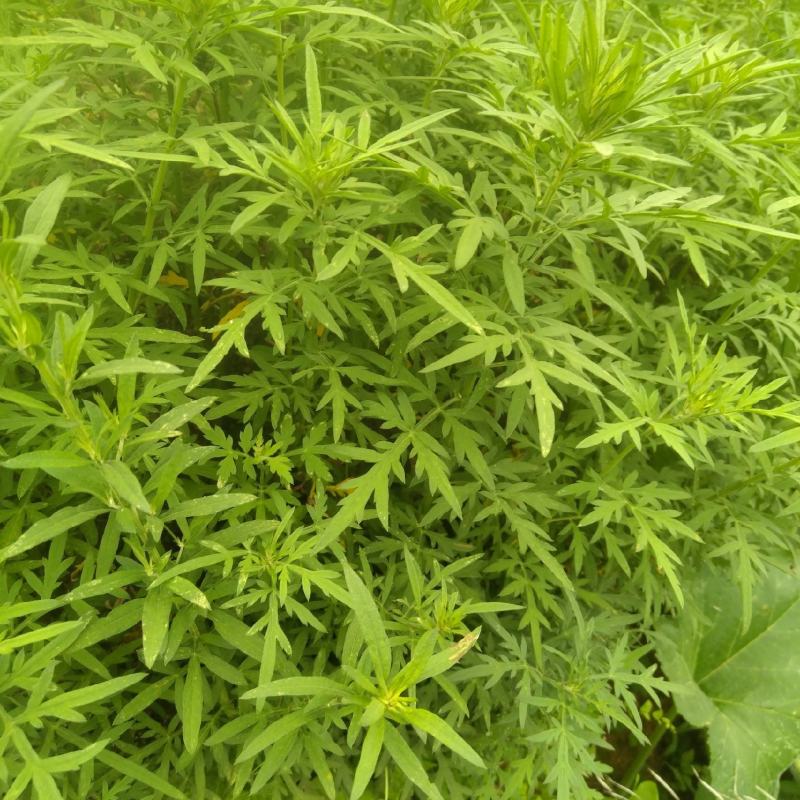 野生艾草干艾草干枝