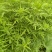 野生艾草干艾草干枝
