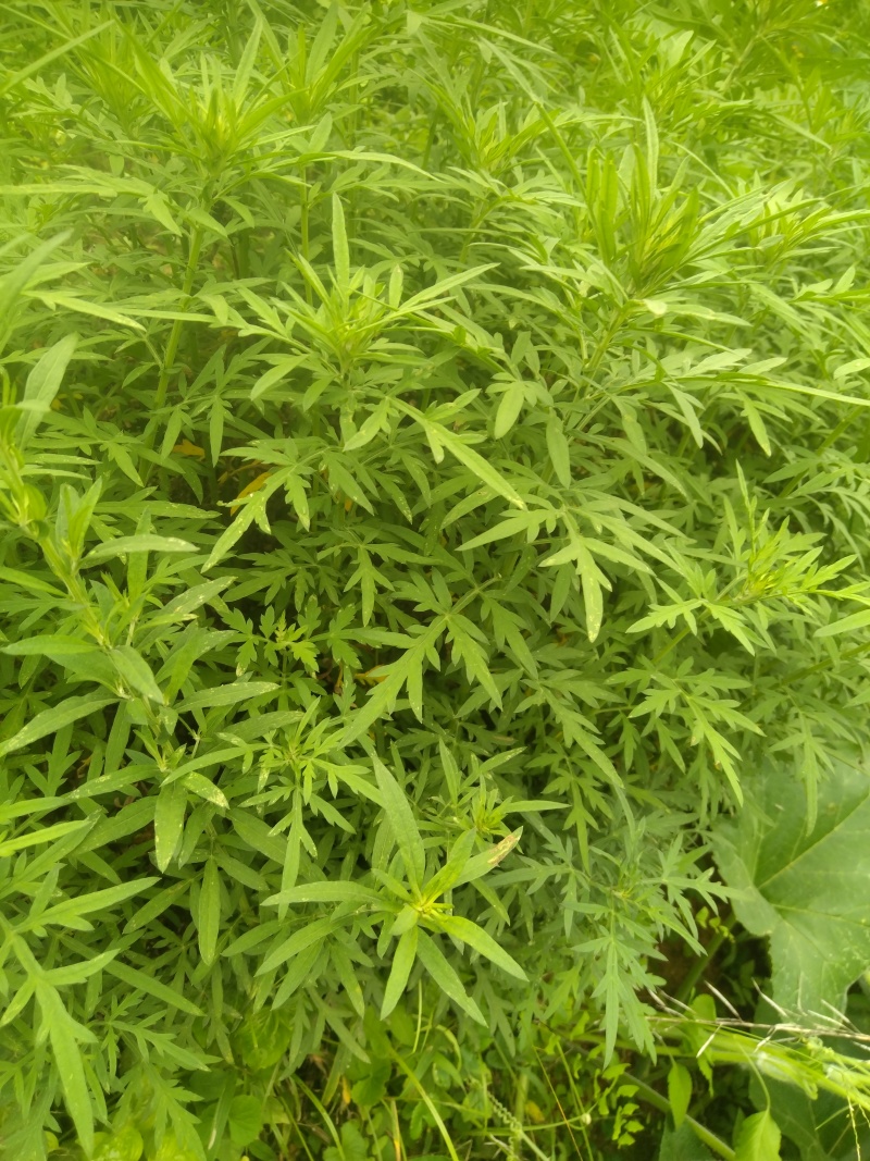 野生艾草干艾草干枝