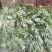 野生艾草干艾草干枝