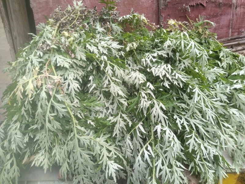 野生艾草干艾草干枝