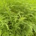 野生艾草干艾草干枝
