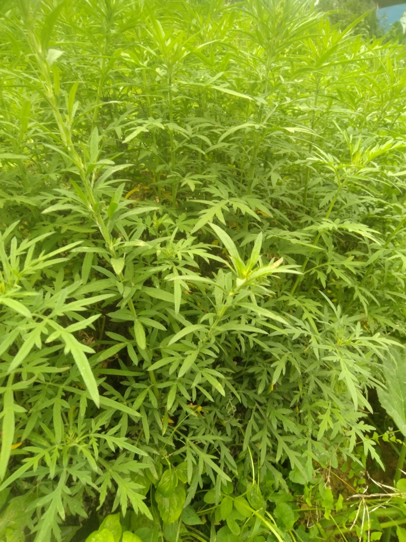 野生艾草干艾草干枝