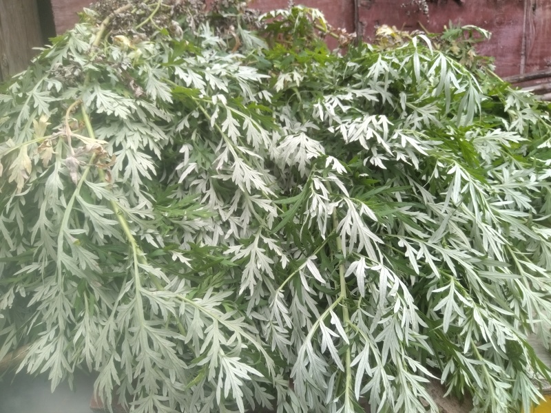 野生艾草干艾草干枝
