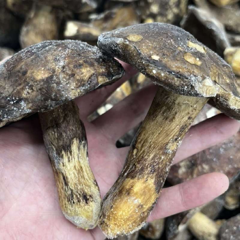 纯野生黑牛肝菌