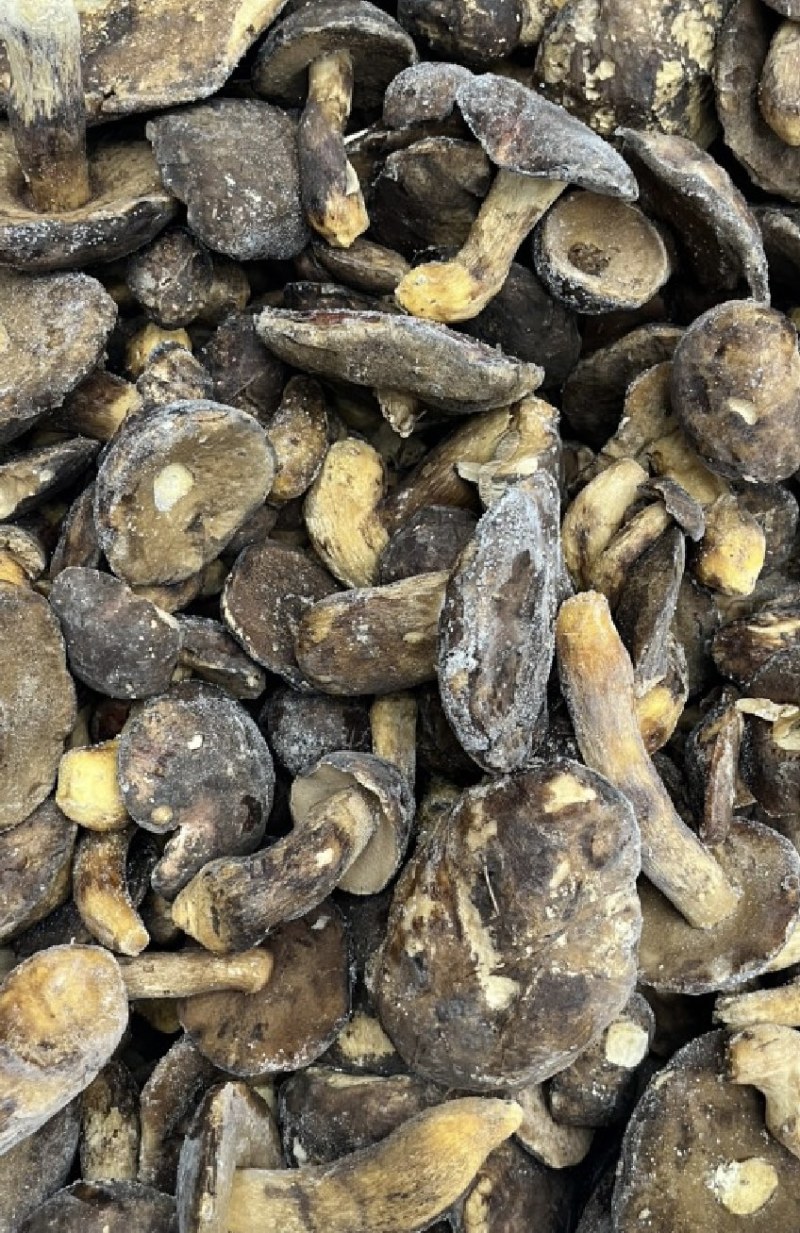 纯野生黑牛肝菌