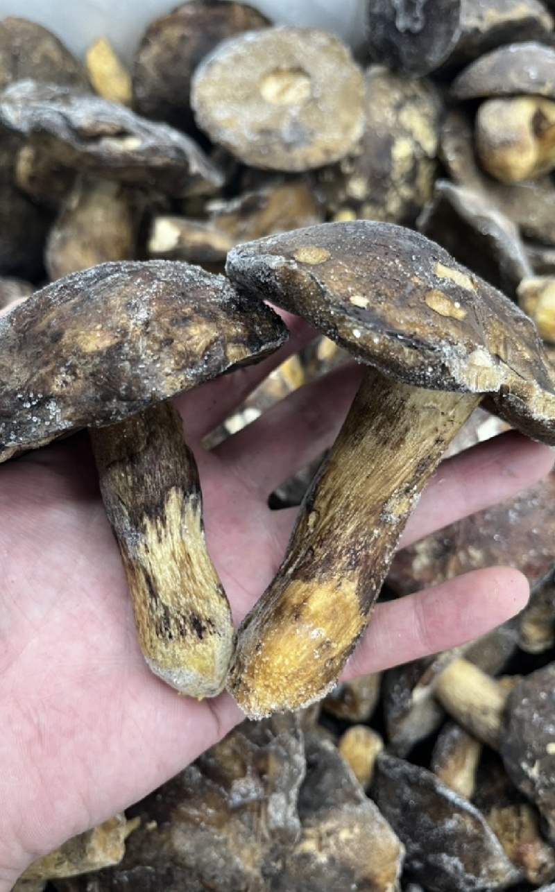 纯野生黑牛肝菌