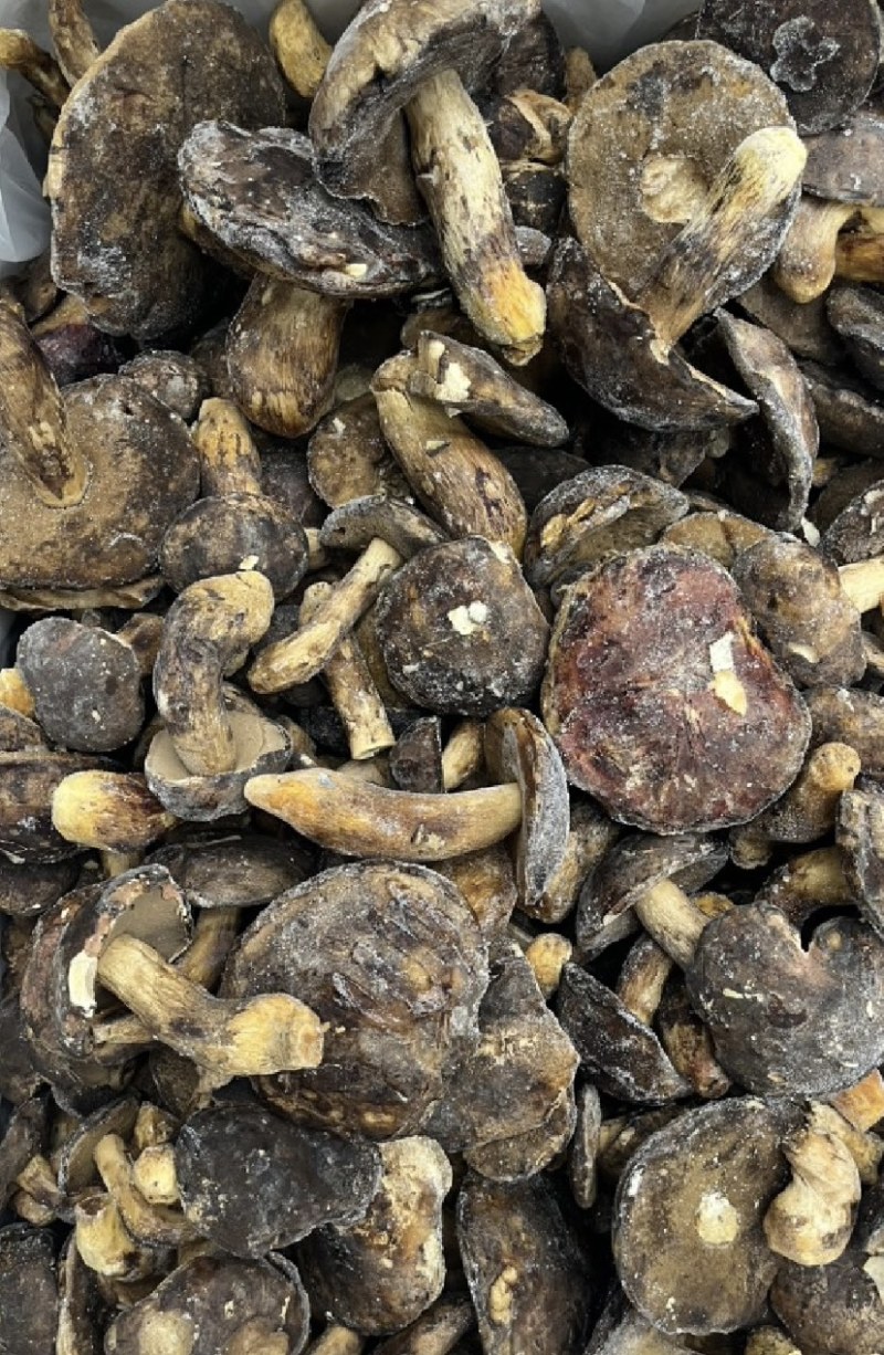 纯野生黑牛肝菌