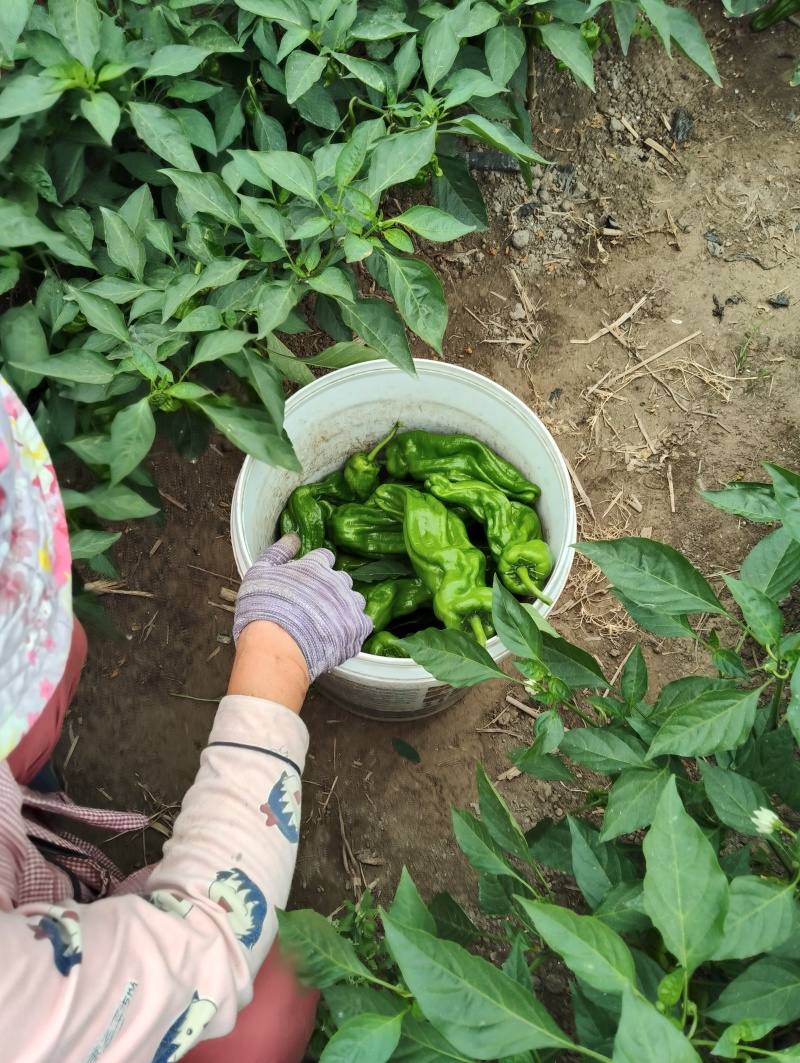 江苏精品苏椒薄皮辣椒产地直发