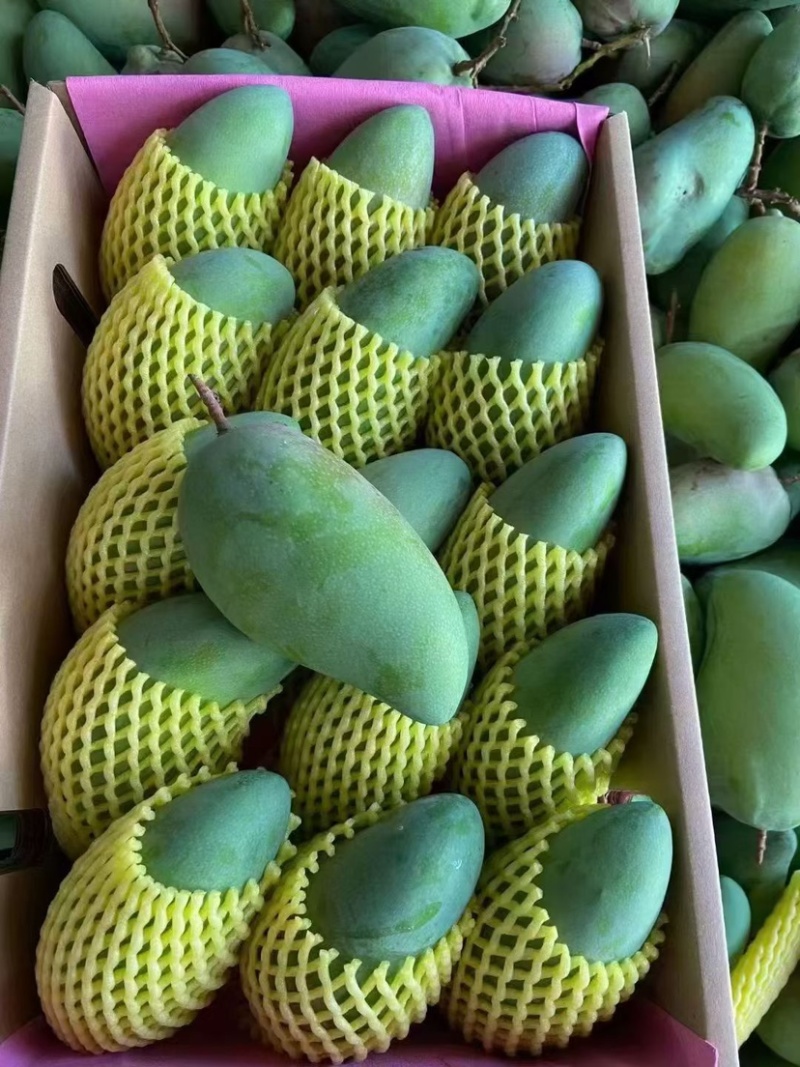 金煌芒一件代发
