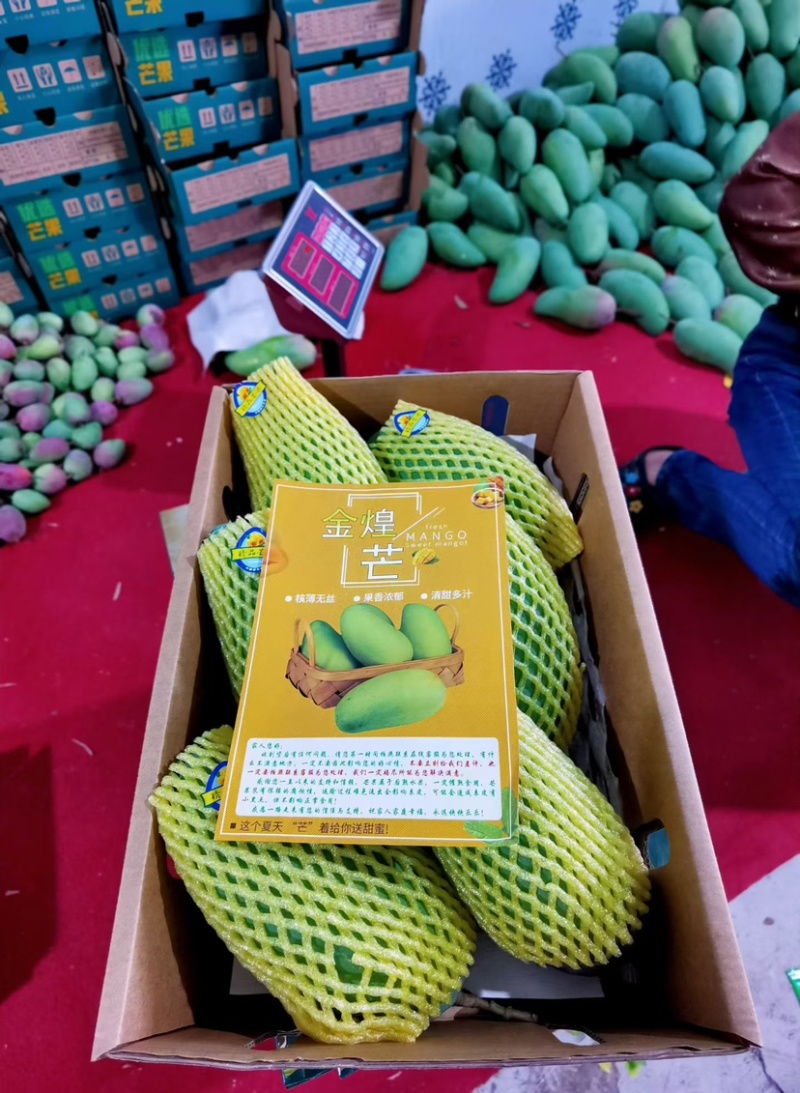 金煌芒一件代发