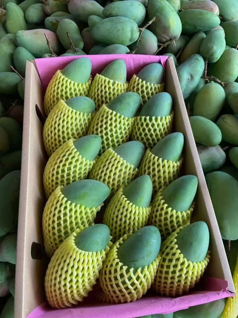 金煌芒一件代发
