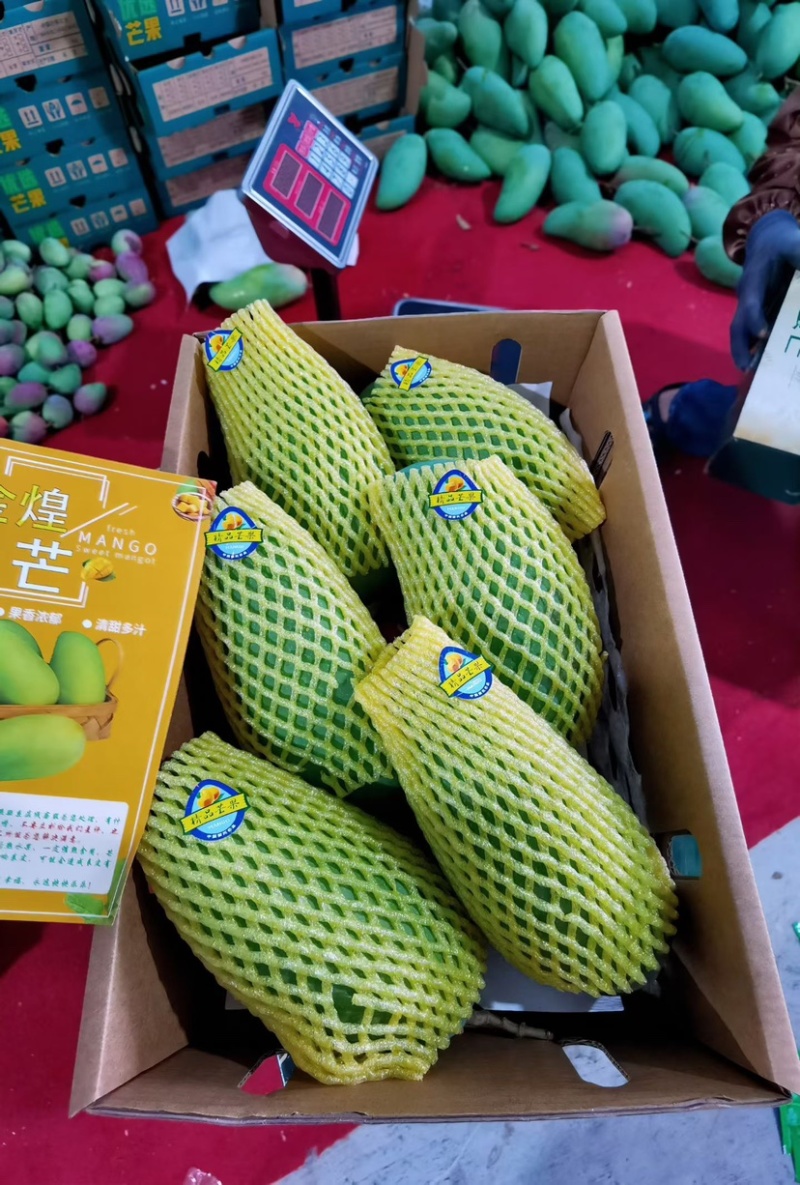 金煌芒一件代发