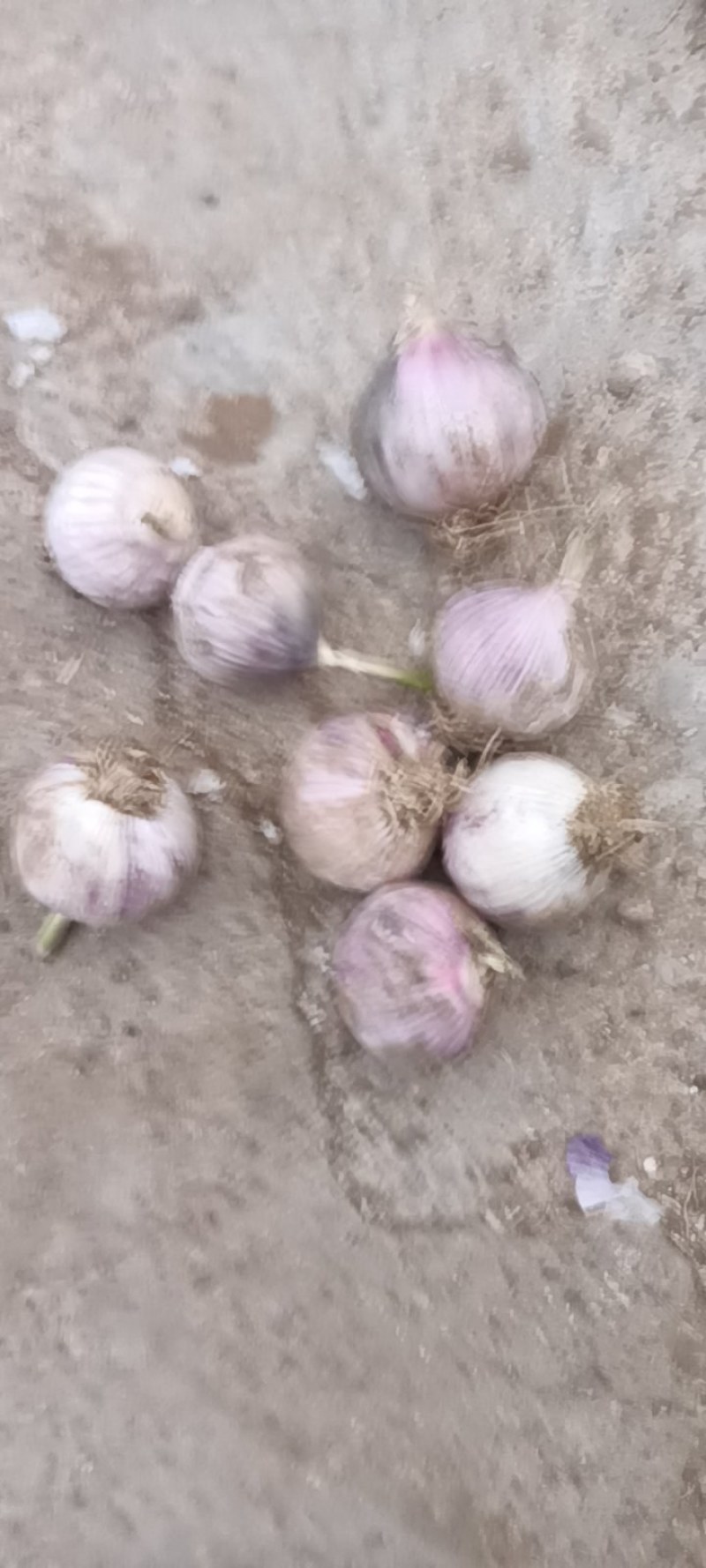 黑山独头蒜