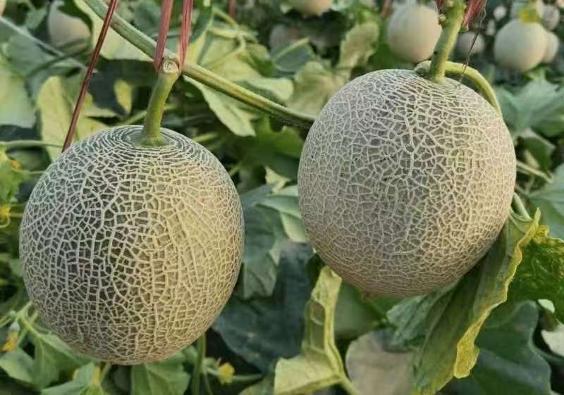 网纹瓜，玫珑嘉华美华牛三，全国发货，直供商超市场，一件代发