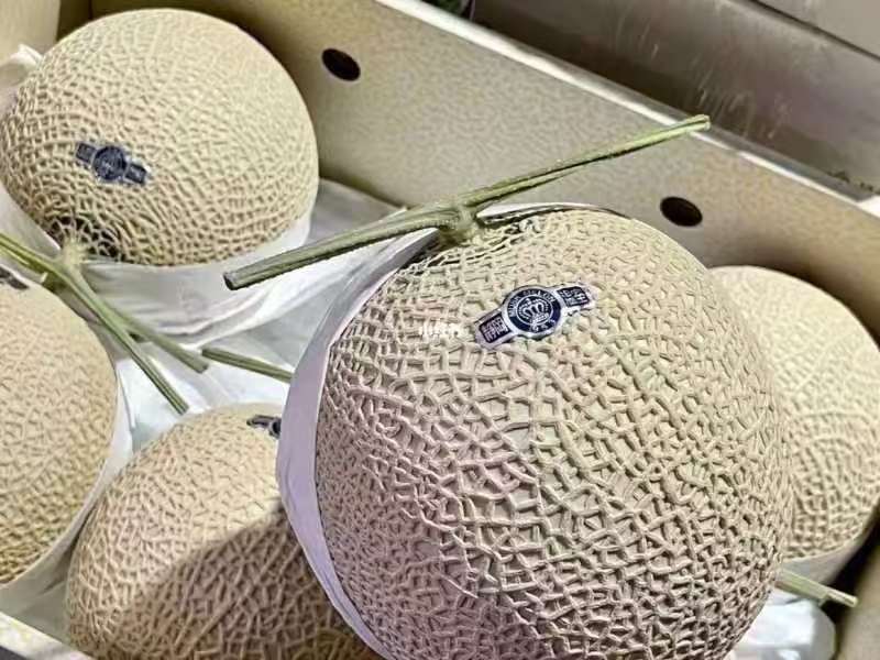 网纹瓜，玫珑嘉华美华牛三，全国发货，直供商超市场，一件代发