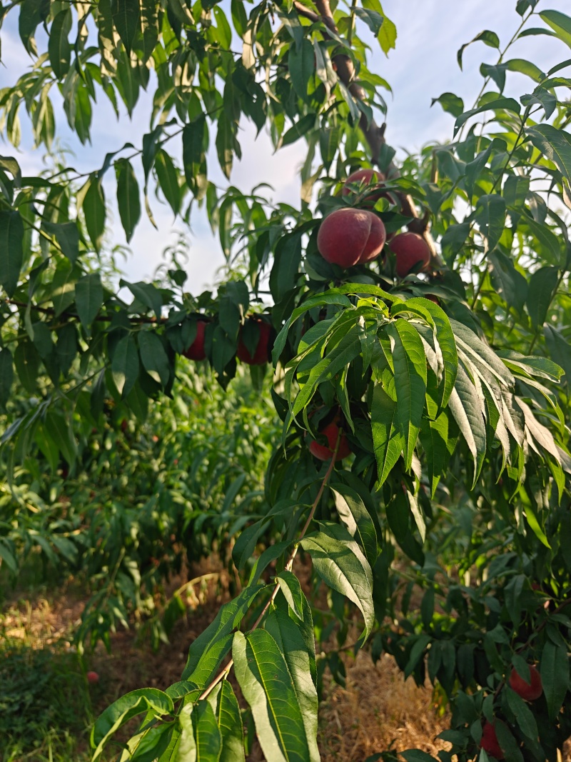 大红桃