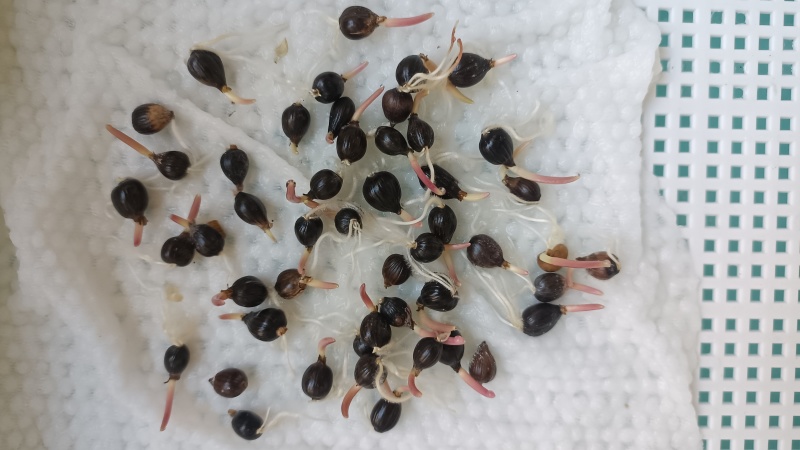 草珠子种子草珠子薏米种子一斤起批包邮