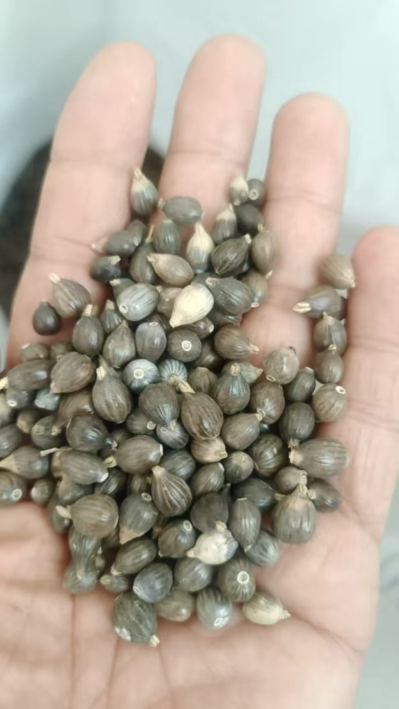 草珠子种子草珠子薏米种子一斤起批包邮