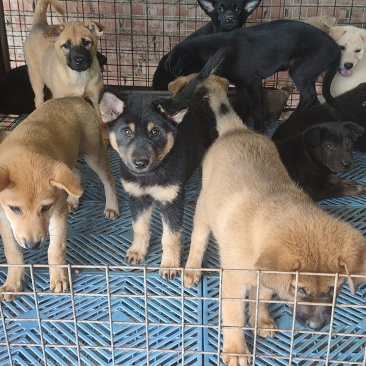 大量小果苗，需要领养的过来。