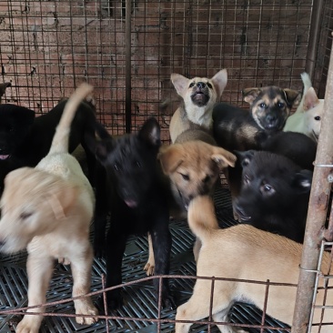 小狗苗，需要领养的联系我。