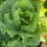 意大利生菜