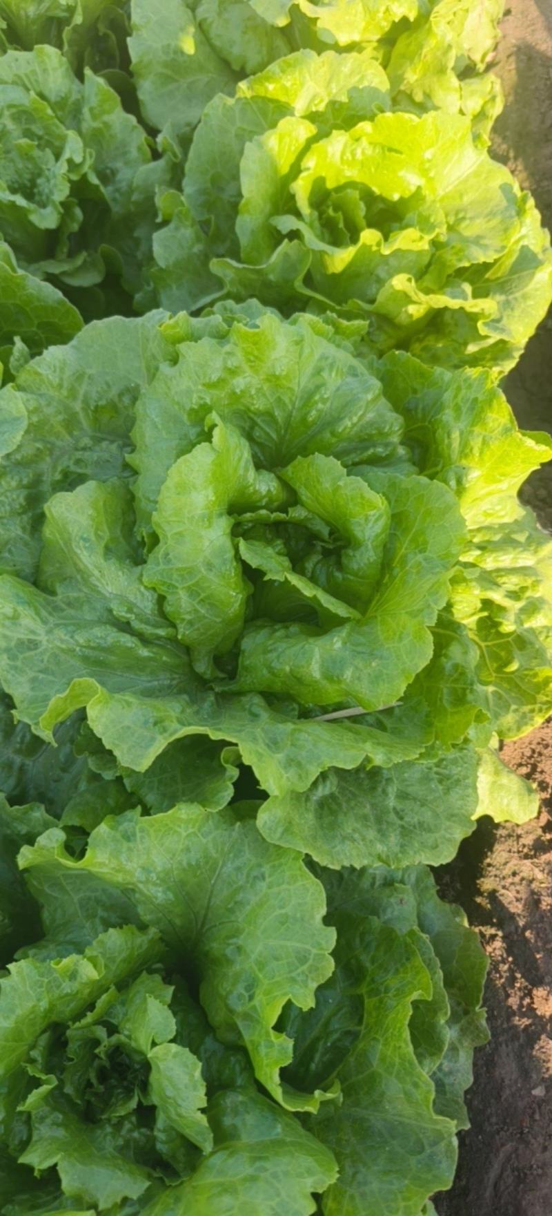 意大利生菜