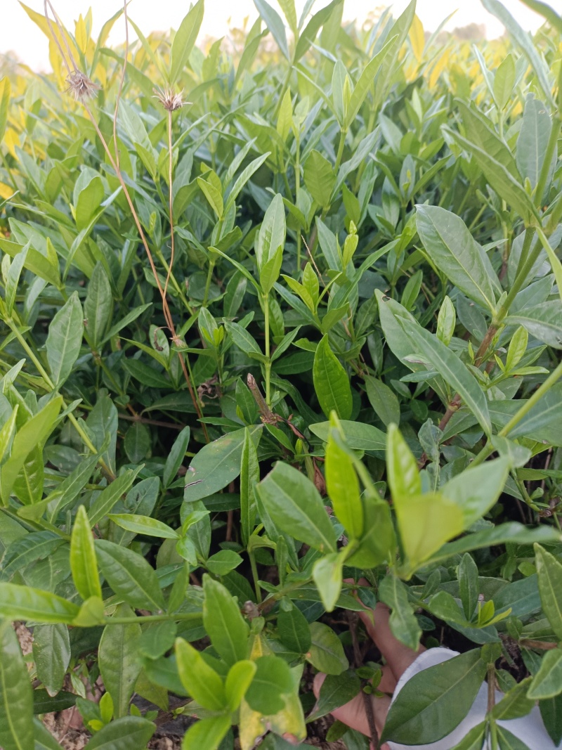 小叶桅子杯苗