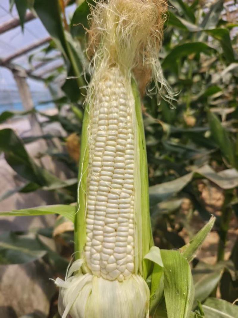 万糯2000鲜玉米