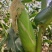 万糯2000鲜玉米