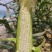大量出售万糯2000玉米