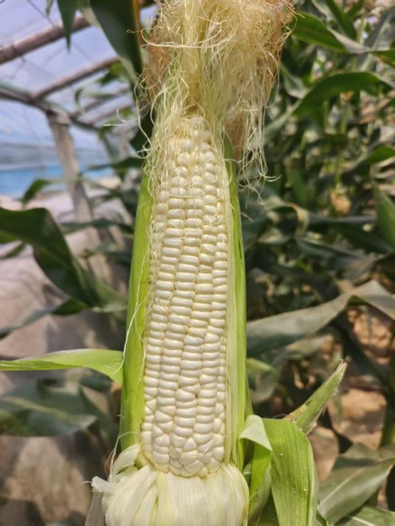 大量出售万糯2000玉米