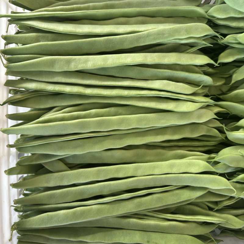 绿扁豆山西扁豆扁芸豆扁豆角地头现摘现发对接各大商超