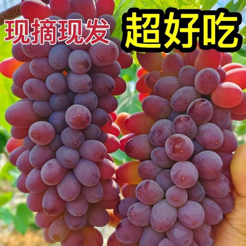 山东产地精品茉莉香葡萄大量有货口感香甜