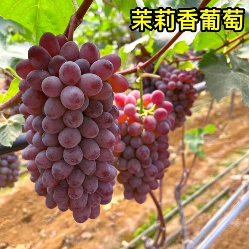 山东产地精品茉莉香葡萄大量有货口感香甜
