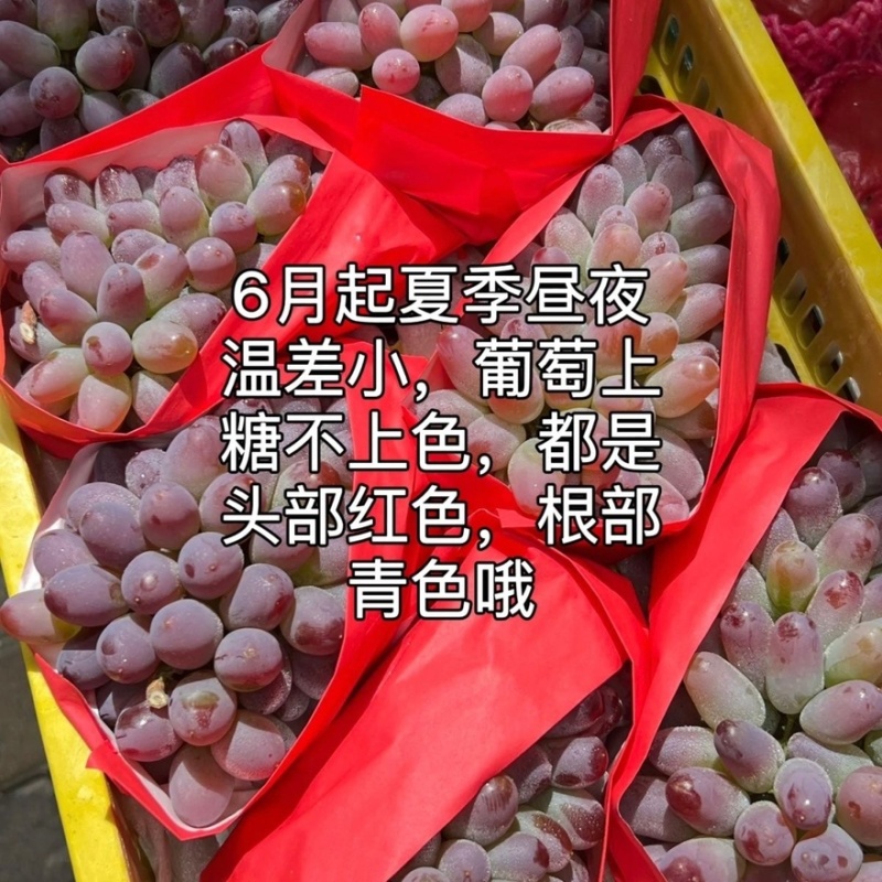 山东产地精品茉莉香葡萄大量有货口感香甜