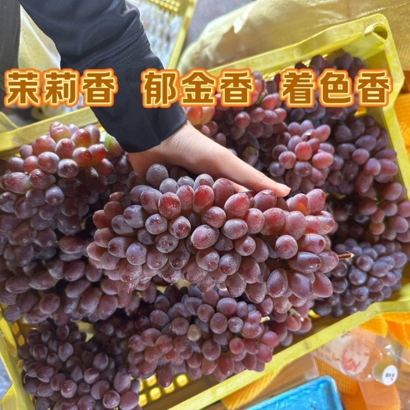 山东产地精品茉莉香葡萄大量有货口感香甜