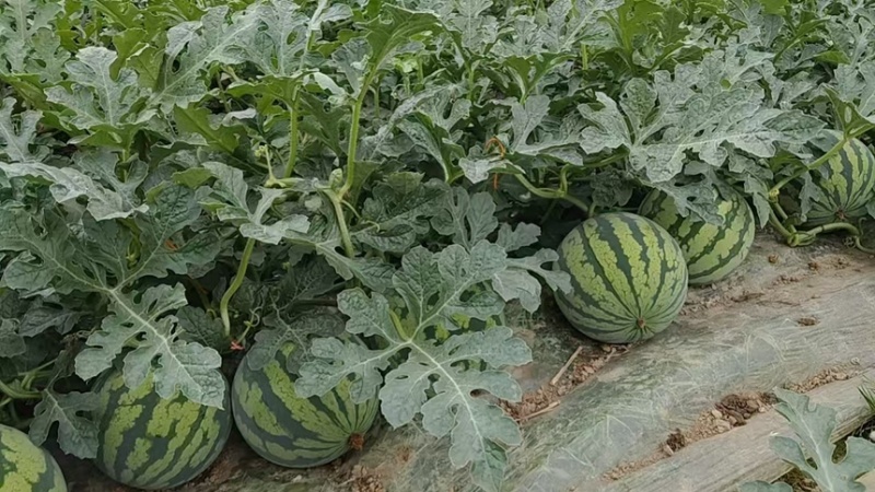 西瓜：美都、8424、甘美等