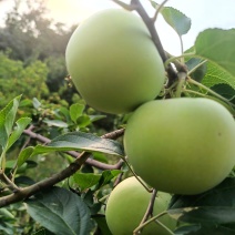 辽伏