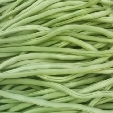 成县无筋架豆王