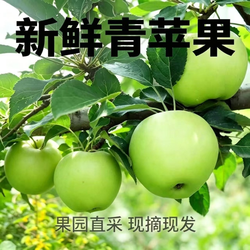 来自沂蒙山产地精品辽富苹果口感纯甜