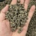 正宗猫爪草，优质猫爪草，产地直售