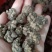 正宗猫爪草，优质猫爪草，产地直售