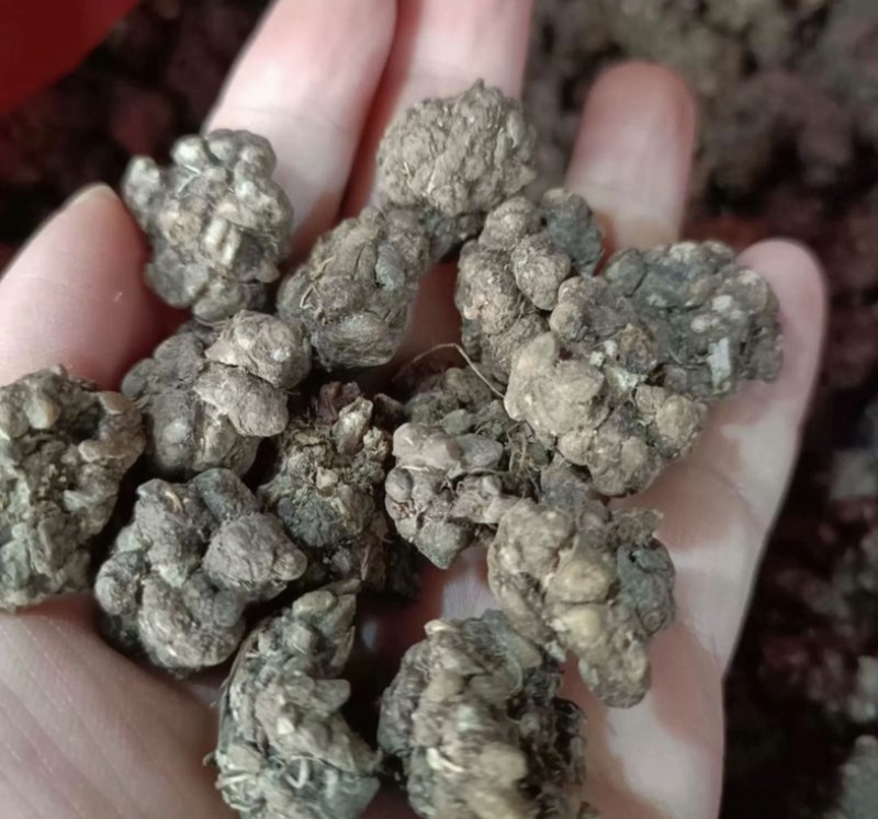 正宗猫爪草，优质猫爪草，产地直售