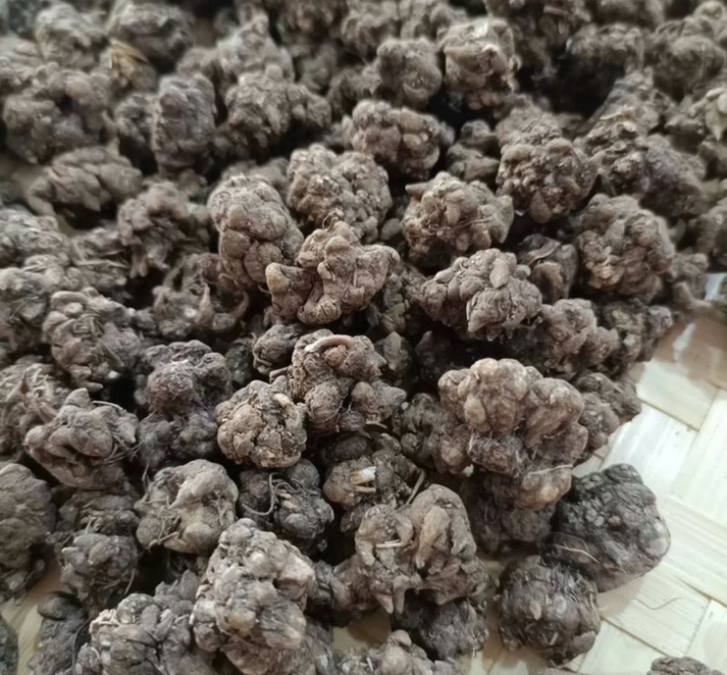 正宗猫爪草，优质猫爪草，产地直售